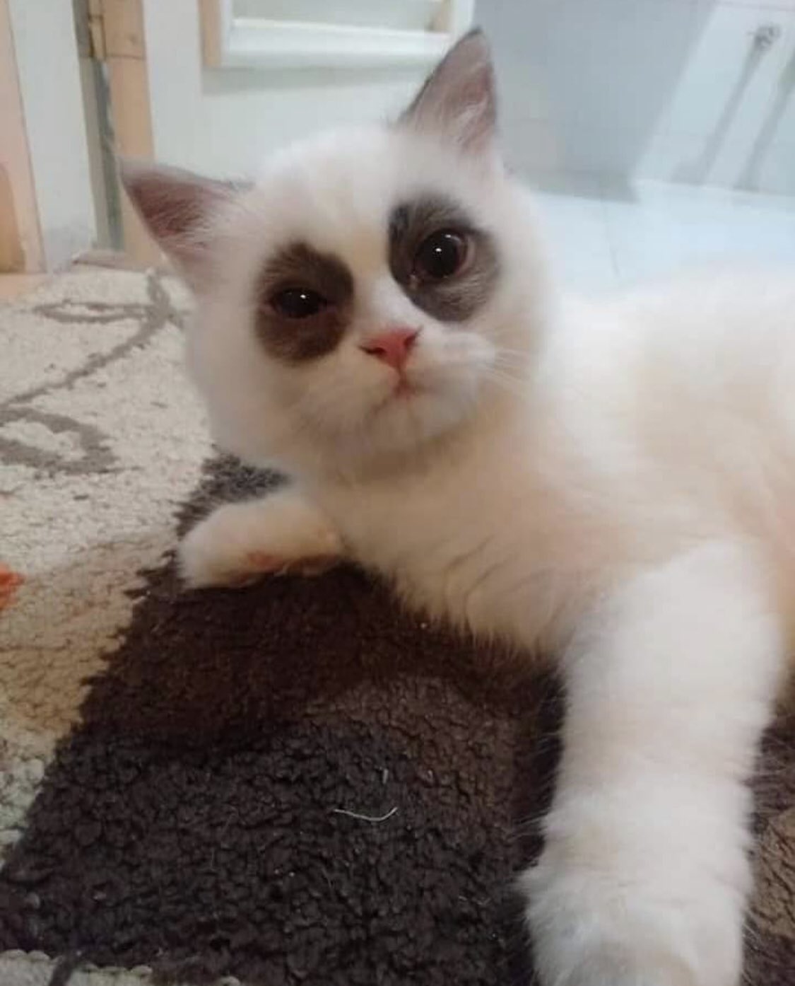 Котик с кругами под глазами