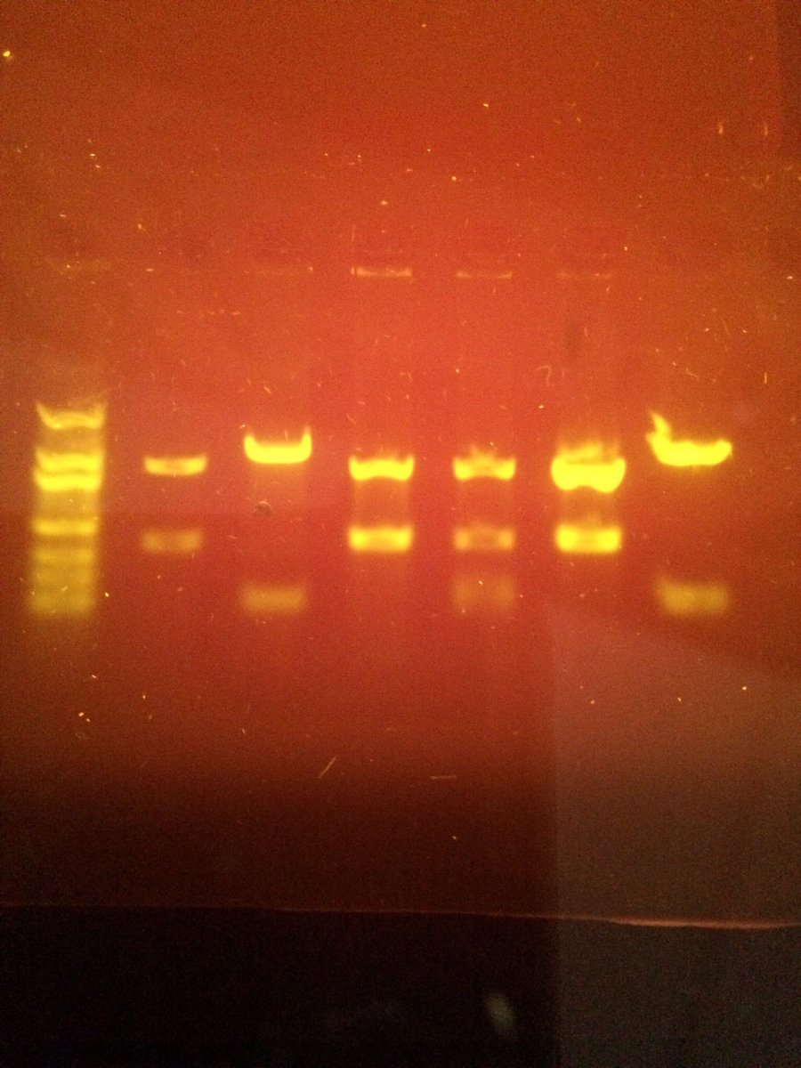HollyLowden's tweet photo. @AHS_ScienceDept students had a Successful week of DNA fingerprinting in HBS! https://t.co/SudHXakZ5l