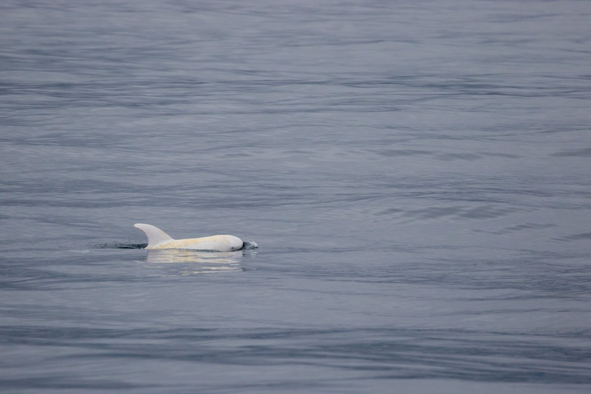 Today we saw a friendly albino Risso's Dolphin! Along with a whole bunch of other Risso's Dolphins and Humpbacks - discoverywhalewatch.com/27-september-r…