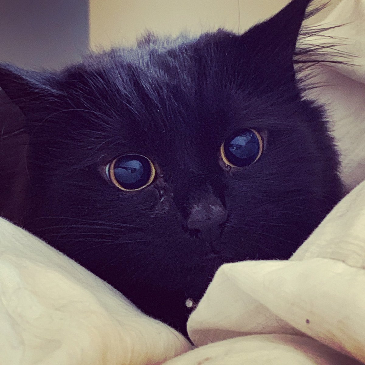 Chaz_mills18's tweet photo. #MoreThanJustACat He is my best friend, companion and baby! He makes me laugh on the stressful days, cuddles me on the toughest days! He is the naughtiest of naughties but I wouldn’t have him any other way! He isn’t “just a cat”, he is my family ❤️ @CatsProtection https://t.co/2Uy1mSOqYa