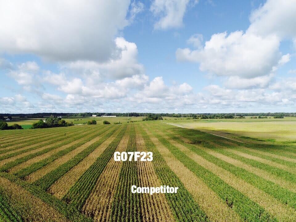 HeasleySeeds's tweet photo. Tar spot is starting to really show itself. Good time to take notes on hybrid resistance. G07F23 is holding up pretty well again this year as it did in 2018. Definitely showing it here next to another 107 day competitor! #HeasleySeeds #WarOnTarSpot #GoldenHarvest https://t.co/C7rNrczOdJ