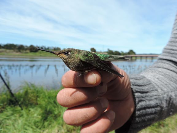 birdecologylab's tweet image. Our new paper published in neotropicalornithology.org/es/ornitologia… recommending band sizes for Green-backed firecrown hummingbird Sephanoides sephaniodes with a simple criterion that allows sexing immatures using bill length/mass ratio. Thanks to Tyler McFadden &amp;amp; @maculipennis_ for leading it!
