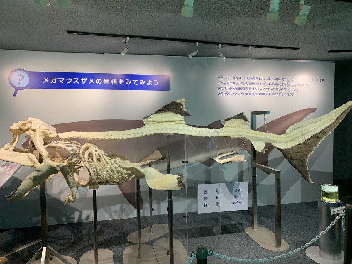 らふー シャチとメガマウスの骨格の違いよ さすが哺乳類 そしてメガマウスザメのエサのとり方が可愛すぎる 鴨川シーワールド らふー シャチとメガマウスの骨格の違いよ さすが哺乳類 そしてメガマウスザメのエサのとり方が可愛すぎる 鴨川シーワールド