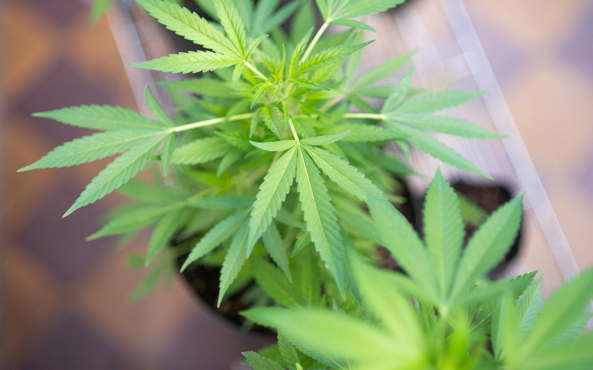 procannagro's tweet photo. Just two days ahead of a federal court-ordered deadline, the U.S. Drug Enforcement Administration (DEA) says it is “moving forward to facilitate and expand scientific and medical research for marijuana in the United States.” 

https://t.co/AfuP3Rkxv1
@Leafly https://t.co/dfSceKTAse