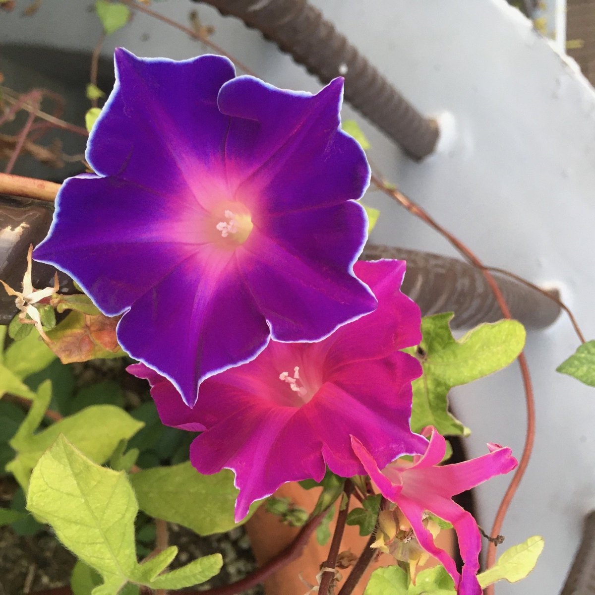 中野善夫 على تويتر 桔梗咲き朝顔 虫に喰われた花が一つ写ってしまった