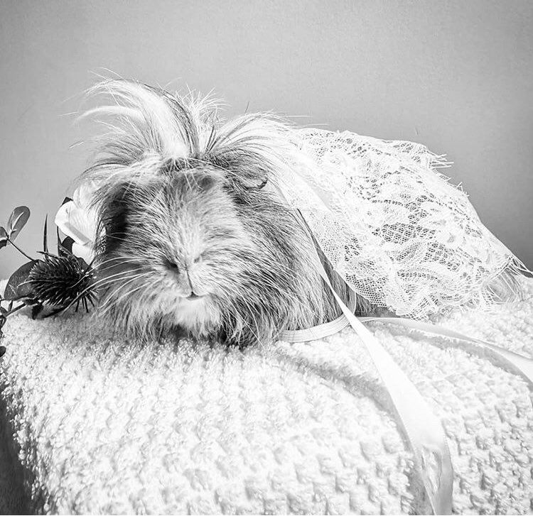 CheddarGP's tweet photo. A really special thing that happened just two months before Shaggy died: he attended the wedding ceremony of his humans and served as Pig Of Honour. He wore a custom lace cape made by the same designer as his mom’s dress and cape. During the ceremony he munched away on grass ❤️ https://t.co/Vvv8pXJyQu