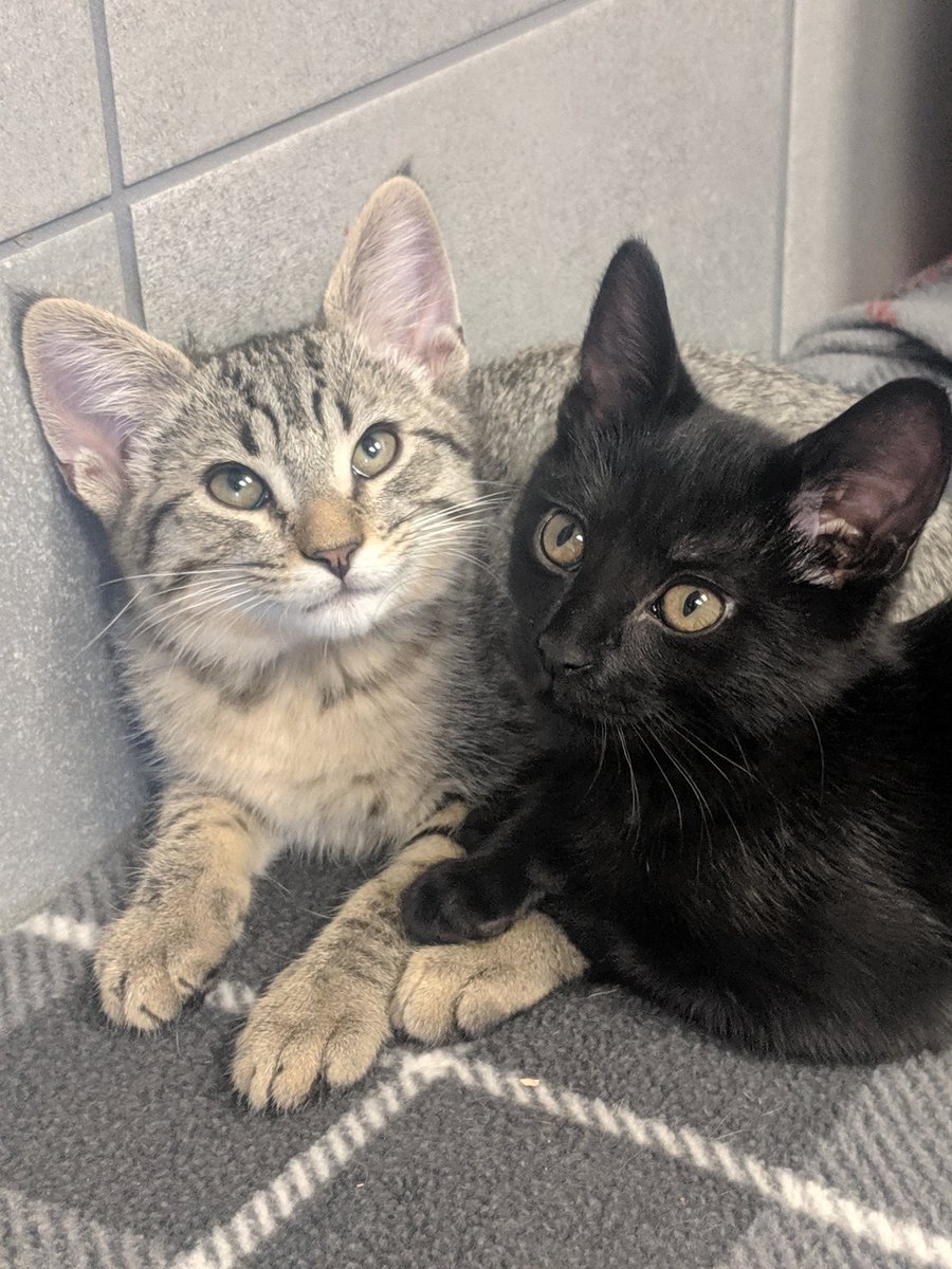 MEET MY NEW FURRY FAMILY 😭😭😭