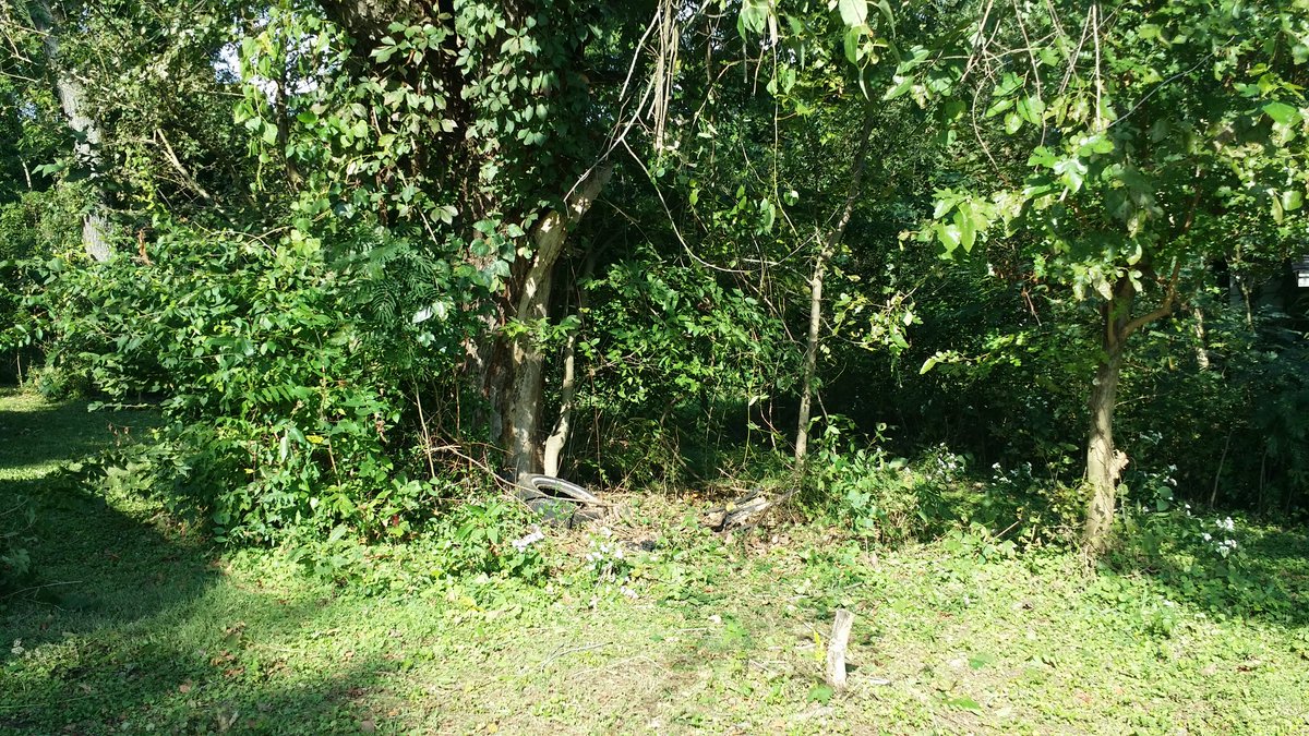 Been a bit so an update:Have been putting things awayDid some brush removal this morning before mowing.Yes that is a random tire that was hiding in the brush, along with a concrete block.