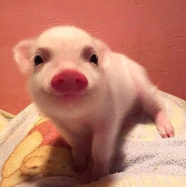 Are Mini Pigs Smarter Than Dogs