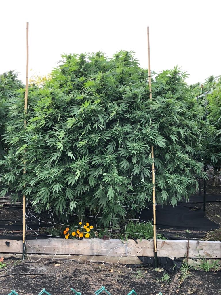 G4SM4N_'s tweet photo. #Bio #GorillaZkittles (solo shot) /\ Group shot we have #Bio #IceCreamCake #GorillaZkittles #ForumCutCookies Lookin Proper ๐ค๐ป๐ค๐ป
#Sungrown
#LoyaltotheSoil
#Outdoor https://t.co/RXVtnf9DMJ
