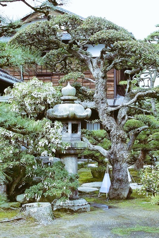 lorax58's tweet image. #TreeSpelled
#Enthralled