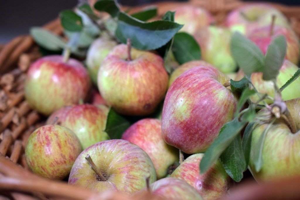 It’s that time of the year when many fruits are in season and ready for #harvest. Your fruit trees and plants may be producing more than you can eat, but that doesn’t mean it needs to go to waste! buff.ly/319Z7td