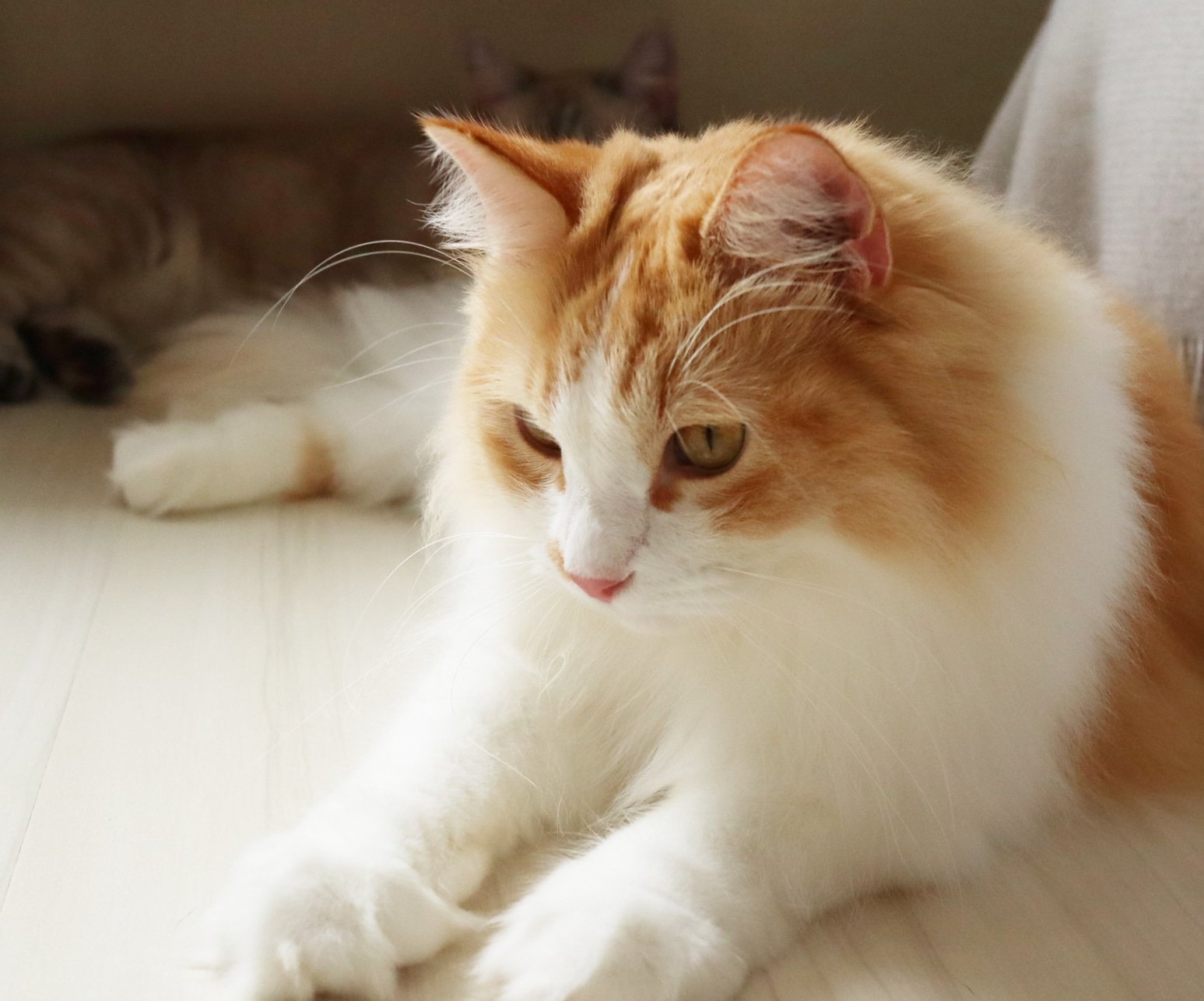 猫カフェ リプミィ Al Twitter おはようございます 本日はカメラ教室イベントの為 午前中は貸切です 13 00から通常営業致します 皆様の御来店お待ちしております 猫カフェ ねこカフェ 猫カフェリプミィ リプミィ 足立区 北千住 北千住カフェ 猫 ねこ