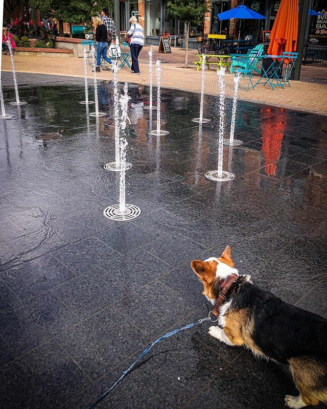 CorgMarshall's tweet photo. Water the heck?! In #FortCollins for #TourdeCorgi.
#corgisofinstagram https://t.co/lLz0rTNcxZ https://t.co/VbPJpBubFG