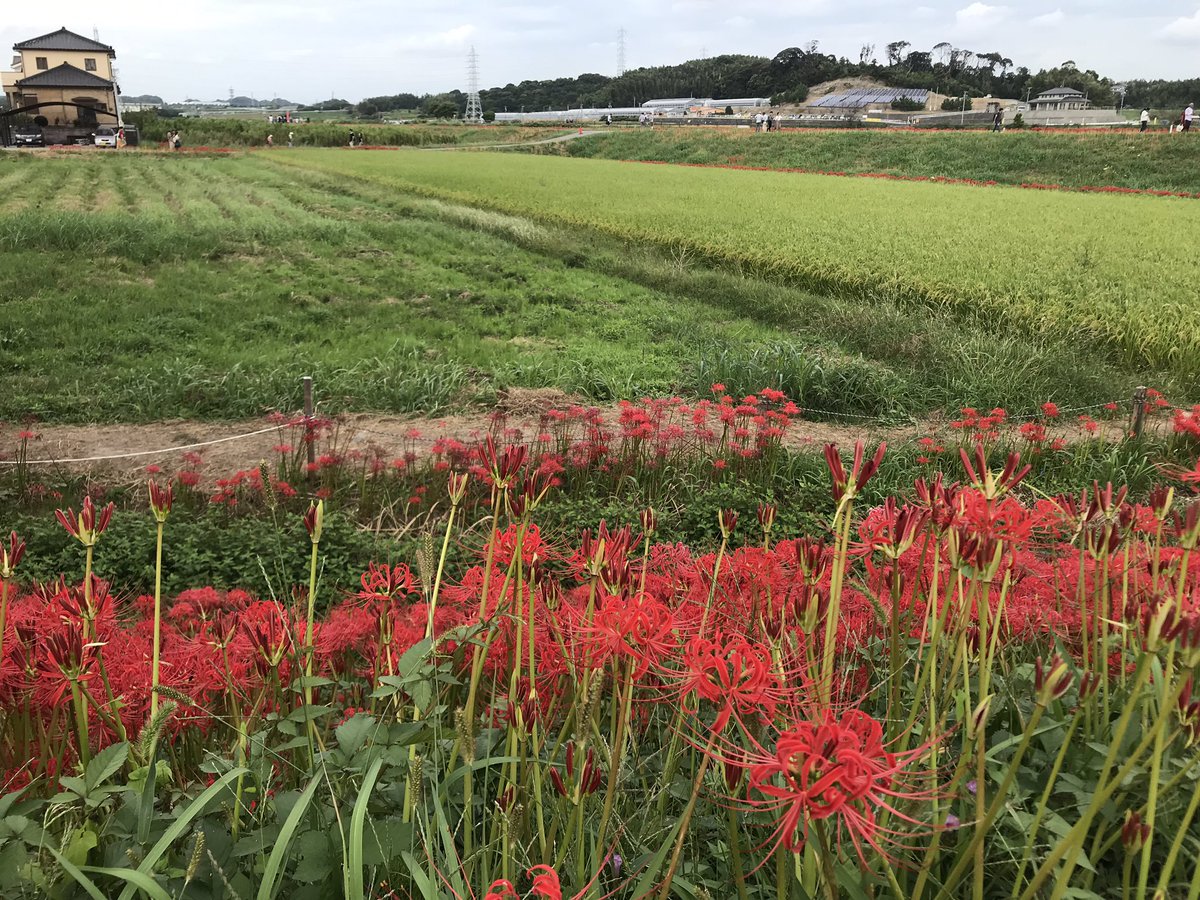 imanam0825's tweet photo. おはようございます😃

矢勝川の川堤の彼岸花は…赤が目立ってきました。

明日の日曜日には23日台風の影響で延期になった彼岸花の結婚式、花嫁行列があります。
雨降らないとよいけど…。
#矢勝川彼岸花  #花嫁行列 https://t.co/hyaay2Lk8y