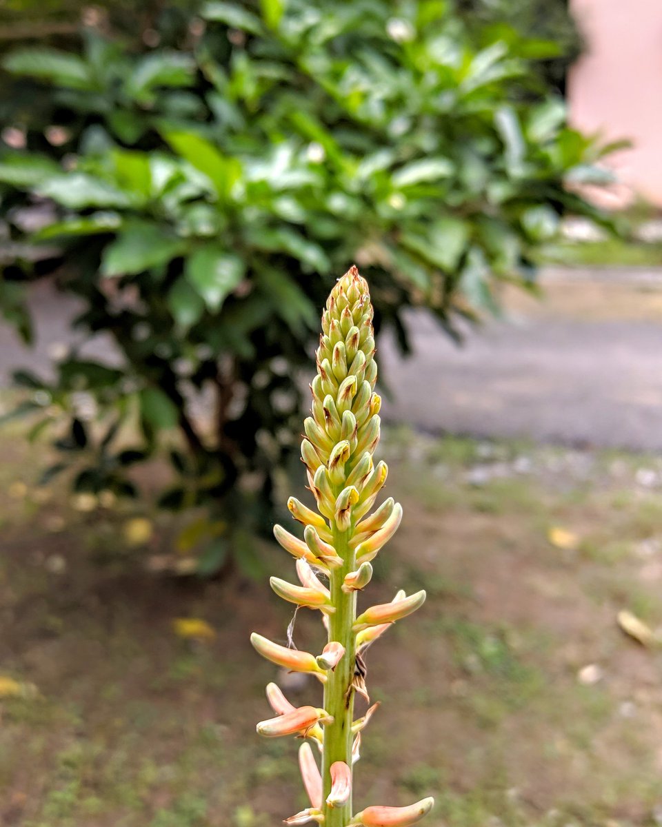 TechFactsRafee's tweet image. #realmext #64mpquadcamera 
@MadhavSheth1