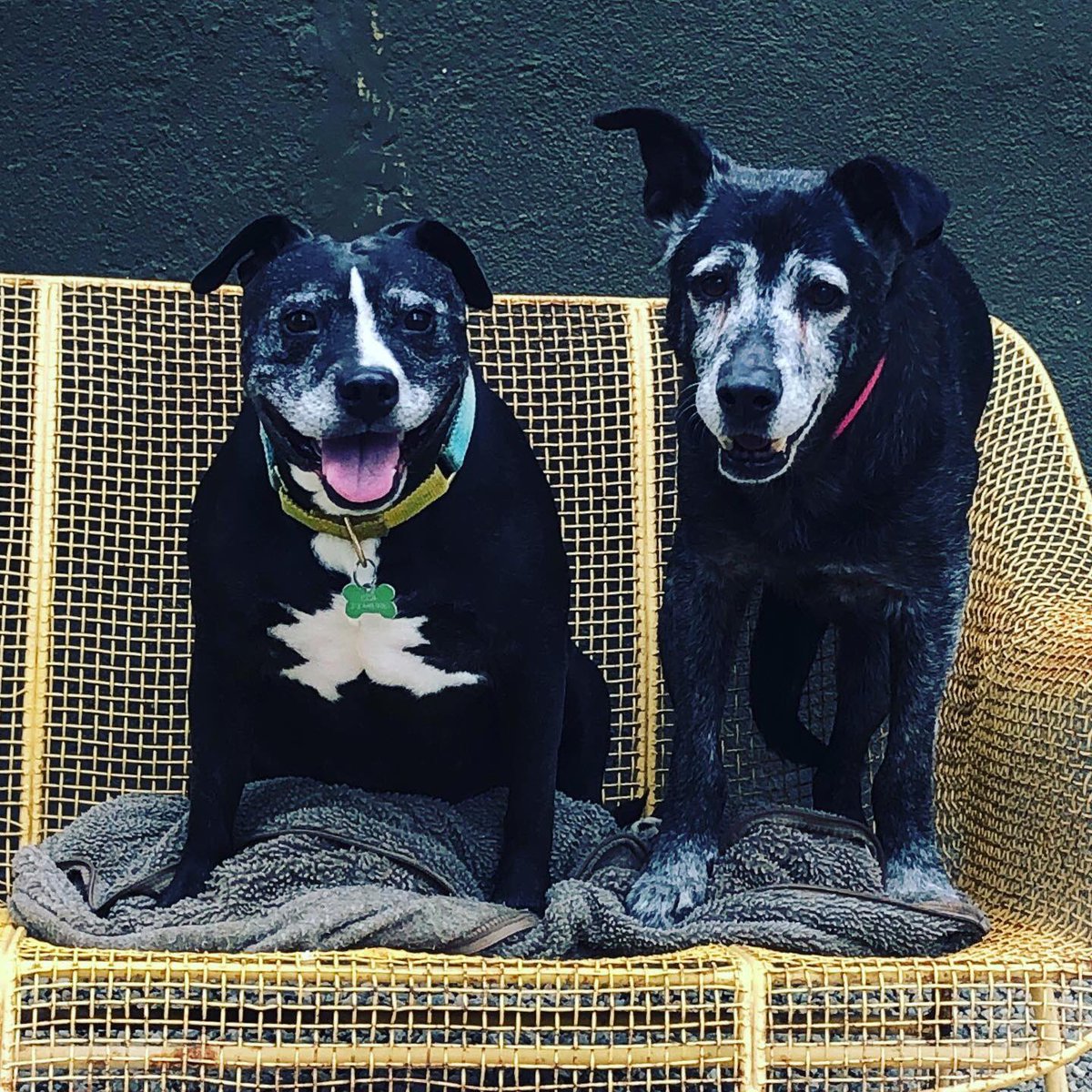 senior dogs rescue near me