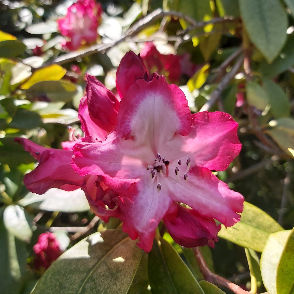 Rickard_Scott's tweet photo. I'm enjoying #Spring #blossoms in my MILs #garden #weekendvibes #flowers #daffys #hellebores #justchilling https://t.co/aFcL1MhxWg