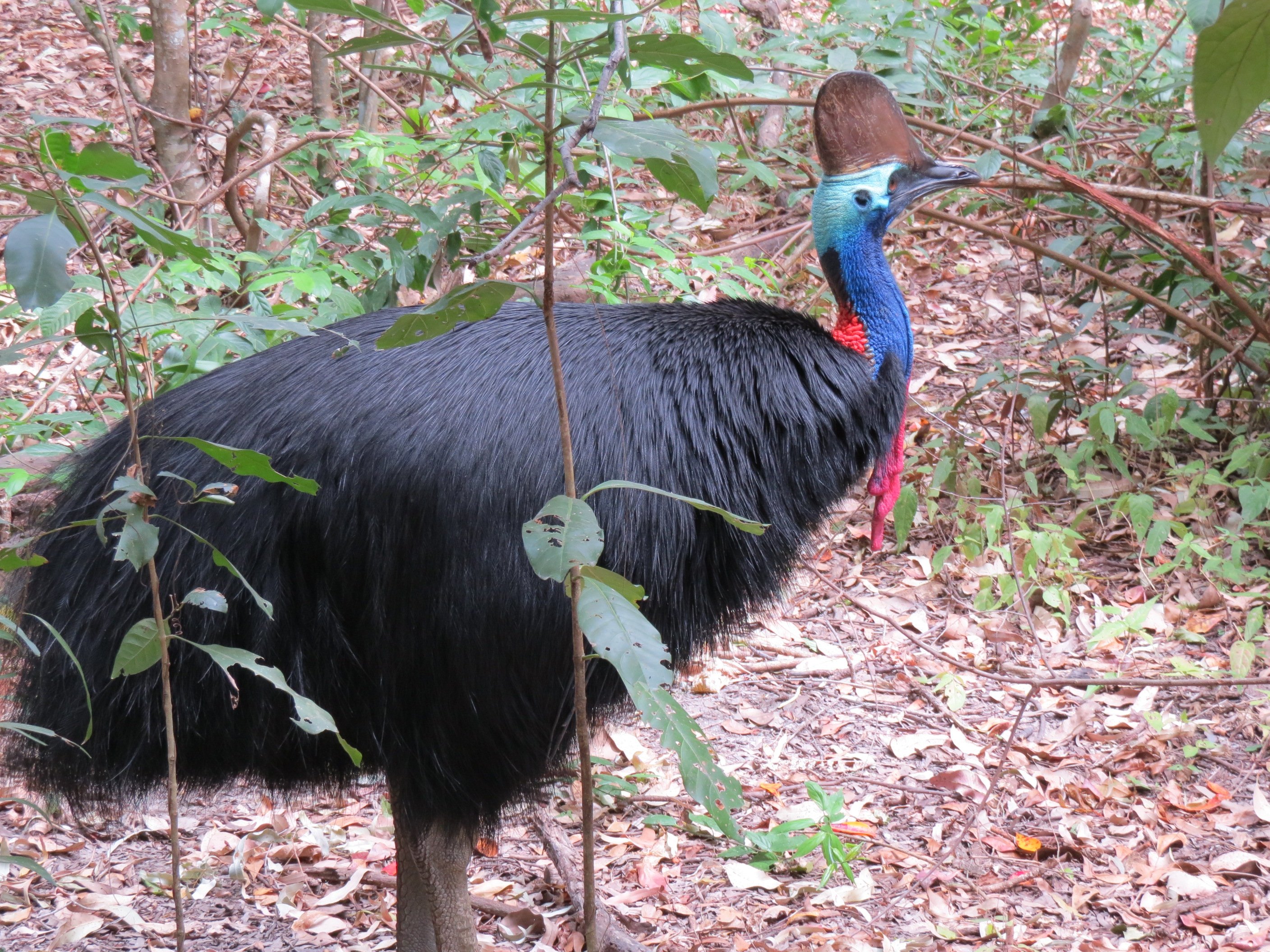 てりやき 豪州獣医 ヒクイドリ Southern Cassowary 鳥は恐竜の生き残りである という話をする際に多分一番説得力があるのがこいつ ダチョウに次いで世界第二位の体重を持つ鳥で 特に繁殖期になると気性が荒くなり 12 ある爪を持つ脚で85 の体重を