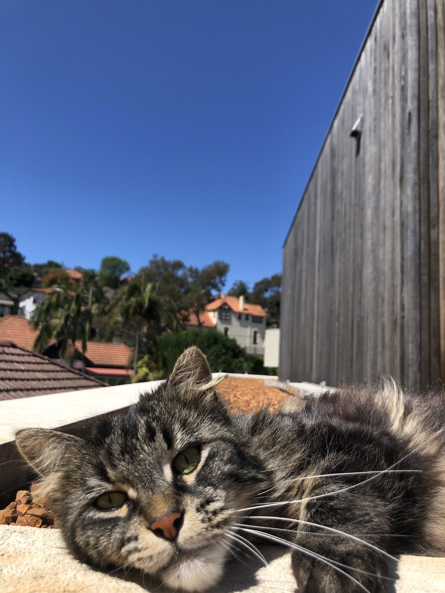 Cat on a roof