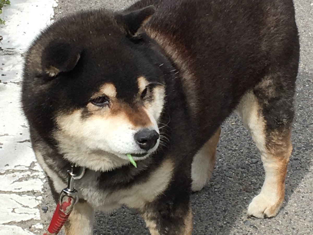 SKna8cSC's tweet photo. 今朝の2時に首輪のところの留め具が外れていて迷子になってます

目が見えてなくビビりなふとった犬です。

福山の中で見かけた方はリプください！
できる限り拡散お願いします！！
ご協力お願いします！！

#迷子犬 
#福山市
#柴犬 
 #拡散希望RTお願いします https://t.co/IkmkcW4LUT