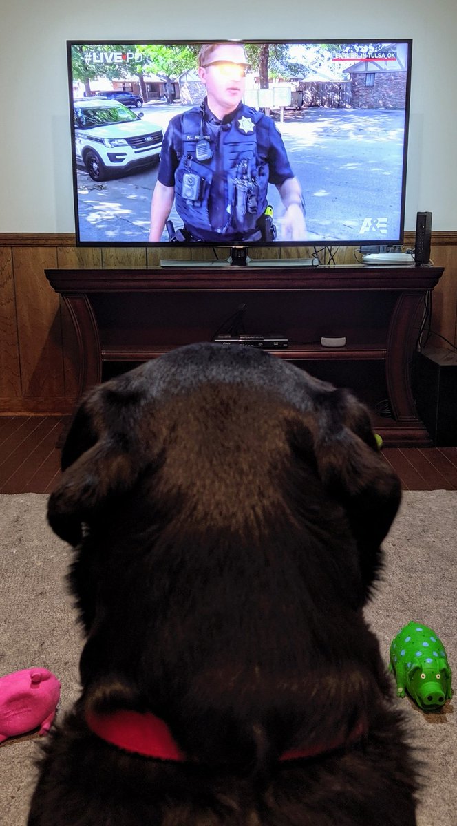 i_Sumant's tweet photo. Dedicated #LivePD watcher. His career ambition seems to be in a K9 unit... @OfficialLivePD @MemphisHumane @RakishRicha #Fabio #Rottweiler https://t.co/0cNCZUKcWr
