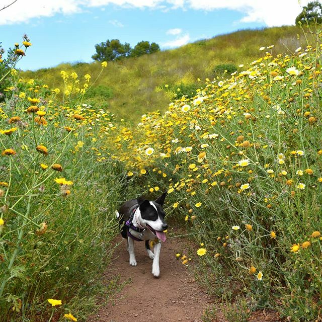 #flashbackfriday 
Missing those springtime blooms. ift.tt/2muUWsD
