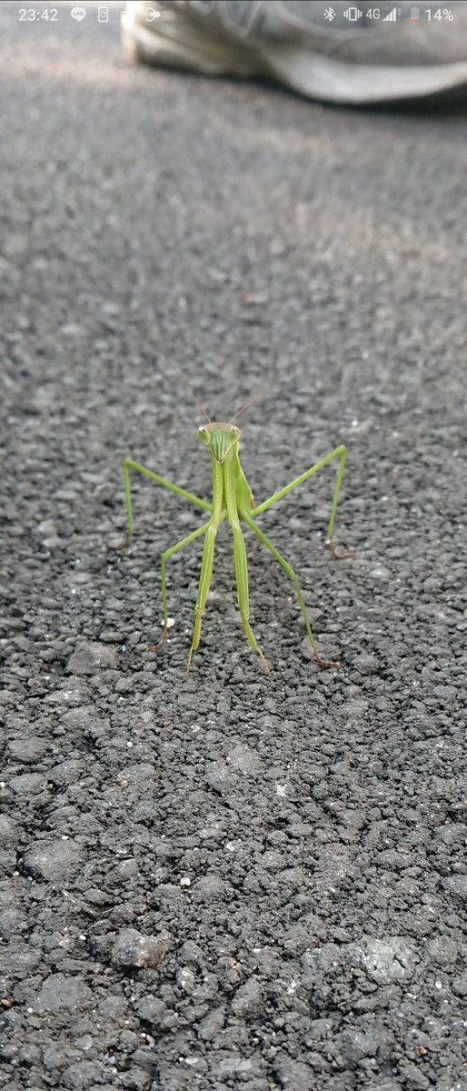 神様のペット 三谷 On Twitter 東京ヤモリめっちゃいるんだよな あとカマキリ ゴキブリよりネズミ多いしスズメよりムクドリ多いしラーメンはとんこつばっかりの街