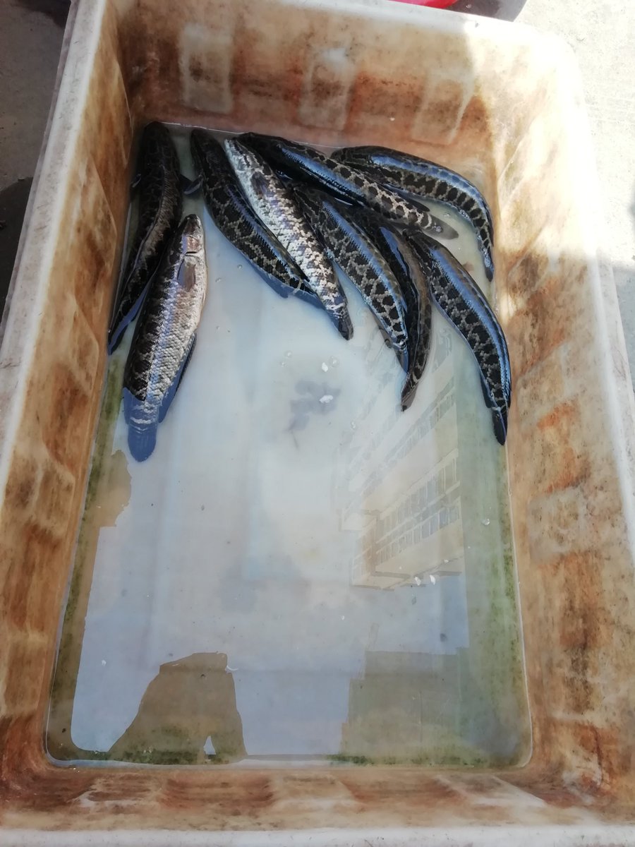 ひろぽんhiropon 飯テロビゴライバー 市場でカルムチー売ってた 日本でいう雷魚 ライギョ 日本だとほとんど食べない魚だけど 海の無い湖北省では人気の食材 煮たり炒め物にして食べる クセがあまりなくて中華料理に合う カルムチ 雷魚 ひろぽんhiropon 飯テロビゴライバー 市場でカルムチー売ってた 日本でいう雷魚 ライギョ 日本だとほとんど食べない魚だけど 海の無い湖北省では人気の食材 煮たり炒め物にして食べる クセがあまりなくて中華料理に合う カルムチ 雷魚