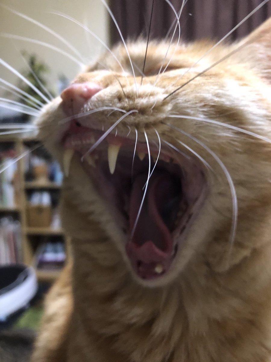 顎が外れる hashtag on Twitter