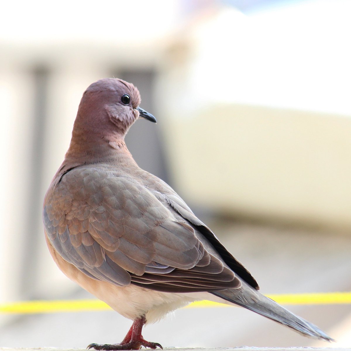 nilayup's tweet photo. My morning Clicked
#birds #housebird #Canon https://t.co/ivI3xEgfz4