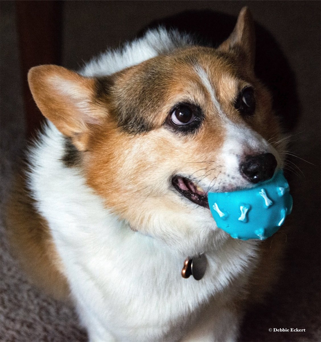 DebbieEckertph2's tweet photo. Oliver with Ball. #corgi #doggo #corgiwithball #dogwithball #imreadyformycloseup #imreadyformycloseupmrdemille #dogs_of_instagram #dog #canine #happyfella #dogsofinstagram #corgisofinstagram https://t.co/yhXNVTYe1b