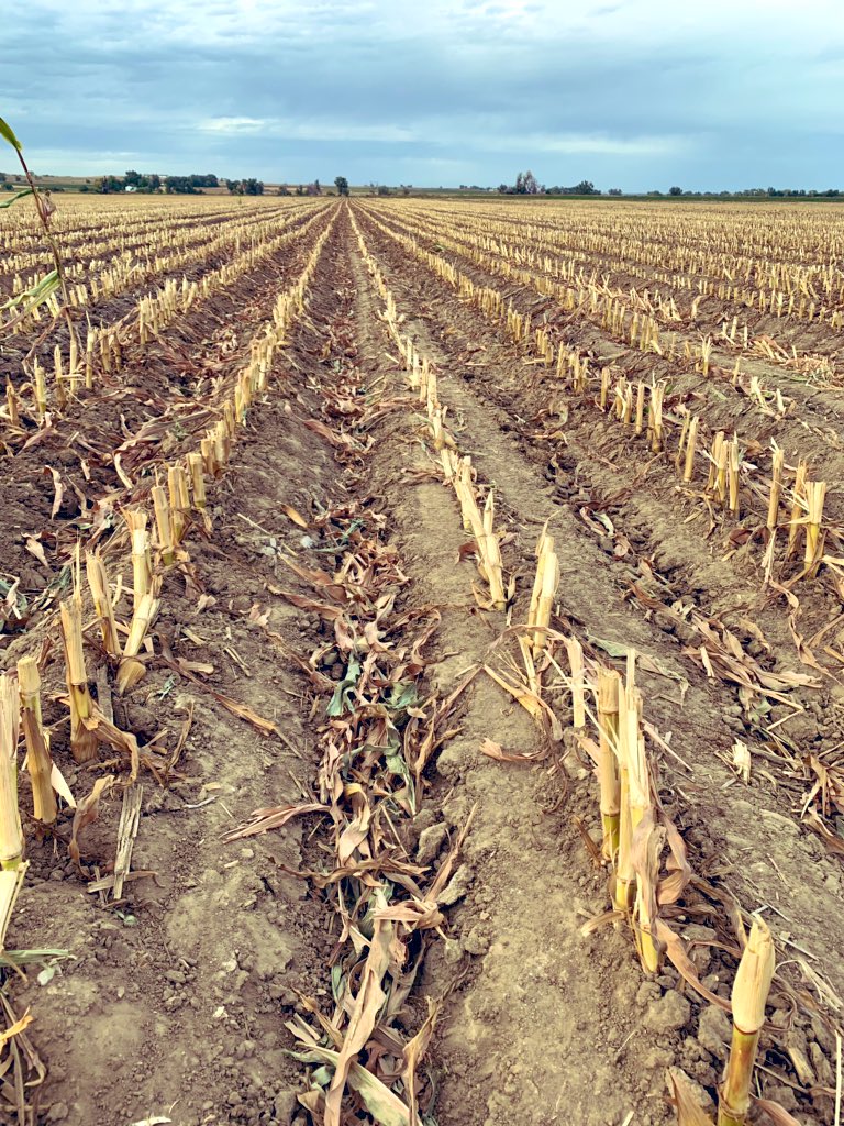 HeathLaber's tweet photo. Just wanted to show a follow up photo on what I have been seeing with Acuron Flexi this was a two pass application. This has been a great tool in the toolbox. #ShowYourRowContest @Syngenta #AcuronFlexi #Agfinity #OneAgfinity https://t.co/dIcxJr400s