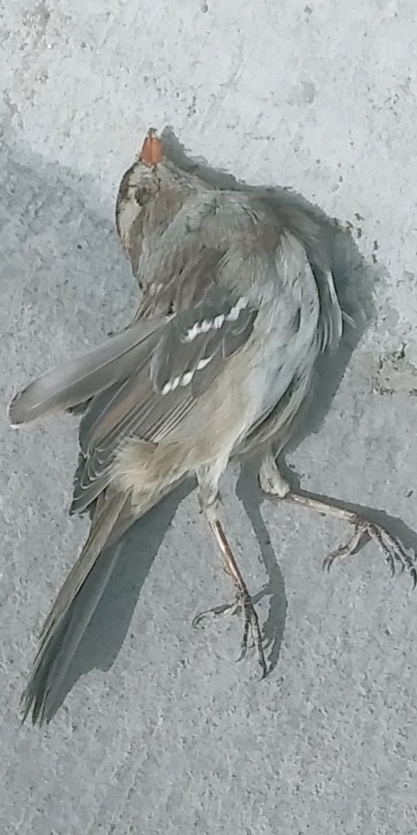 daath_union's tweet photo. Proud Sparrow Find Peace In Valor https://t.co/sIP0FNJQrS