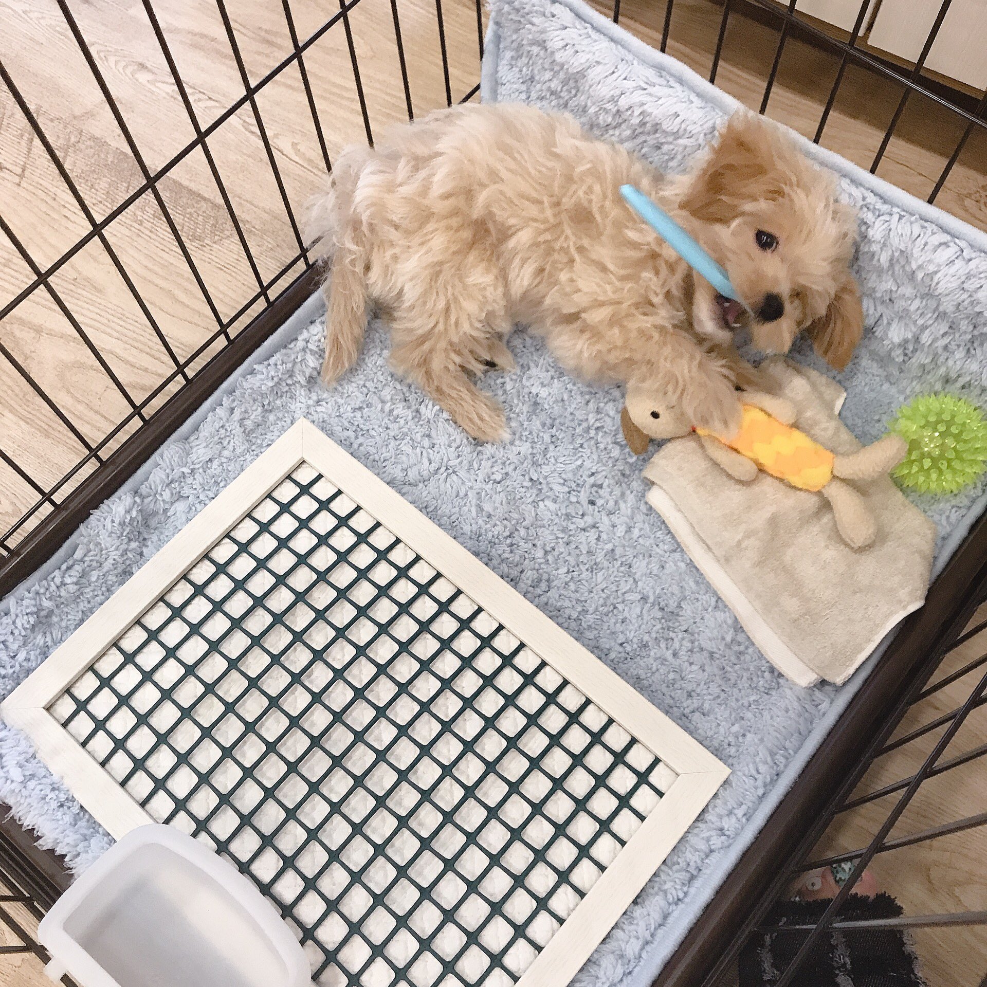アビル Avile Hairproduce 仔犬用の簡易トイレをdiy A4サイズのフォトフレームに園芸用プラスチックネットを挟んでガリガリ防止 キャリーにもピッタリでお漏らしの心配なし ぜひ真似してー 犬 仔犬 ペット パピー 便利グッズ Diy T Co アビル Avile Hairproduce 仔犬用の簡易トイレをdiy A4サイズのフォトフレームに園芸用プラスチックネットを挟んでガリガリ防止 キャリーにもピッタリでお漏らしの心配なし ぜひ真似してー 犬 仔犬 ペット パピー 便利グッズ Diy T Co