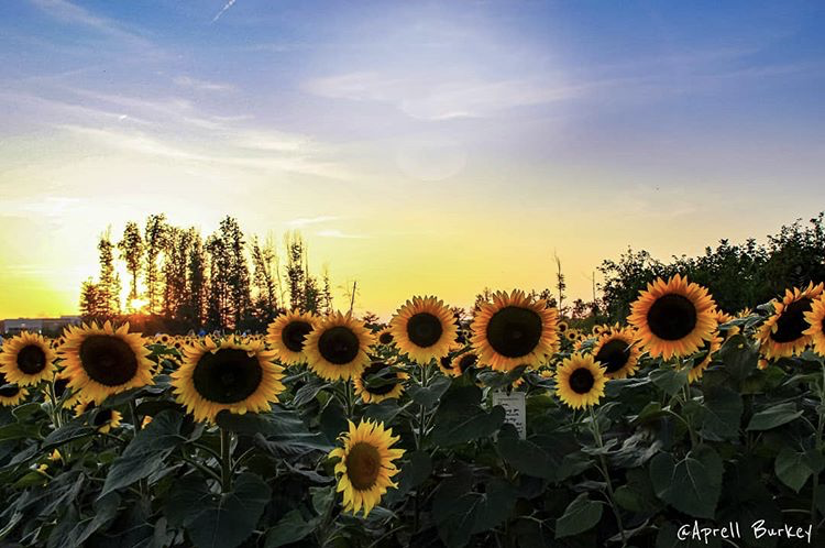Happy Saturday, Northeast Ohio!
We can't get enough of the beautiful sunflowers at Maria's Field of Hope 💛🌻

Photo: aprellburkeyphotography on Instagram