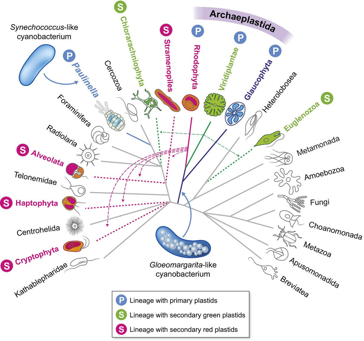 The distribution of photosynthesis in global eukaryotic phylogeny. 