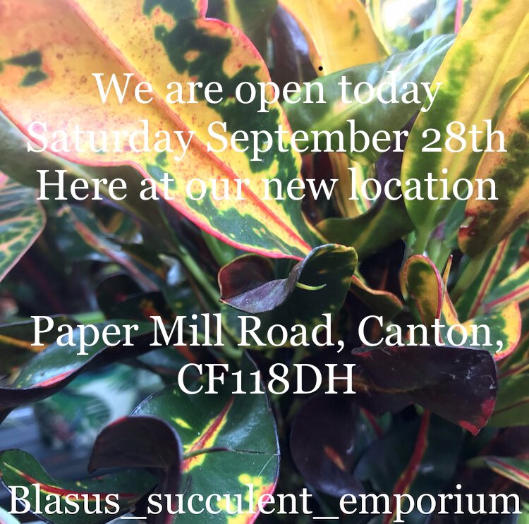 We have moved come and find me  at our new site here on  Paper Mill Road, Canton, CF118DH
.
 DM for prices 
@BlasusEmporium 
@BoneYardCardiff 
#plantsmakepeoplehappy #urbanjungle #planthoarder #instaplants #jungalowstyle #leaflove #plantlady