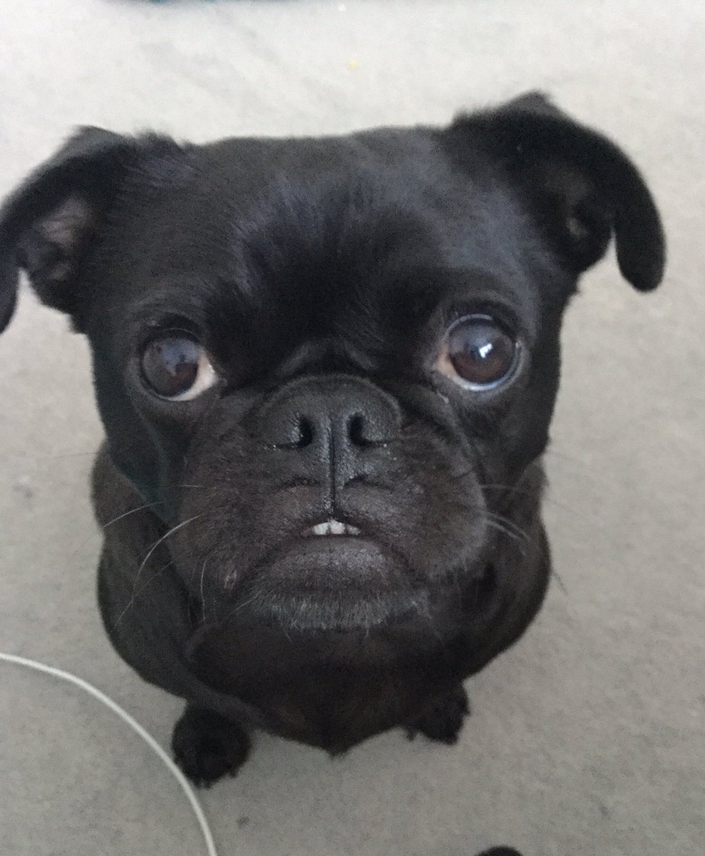SophieHC's tweet photo. Gooood Morning!!!!! #ohthatface๐
#celebrationofdogs
#littleDolly @dogcelebration https://t.co/A7ej5tS6xT