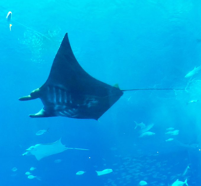 マンタのtwitterイラスト検索結果 古い順