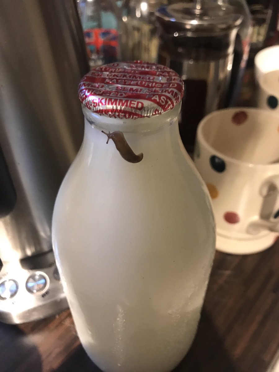 Slug on a glass milk bottle, mug and cafetière in the background