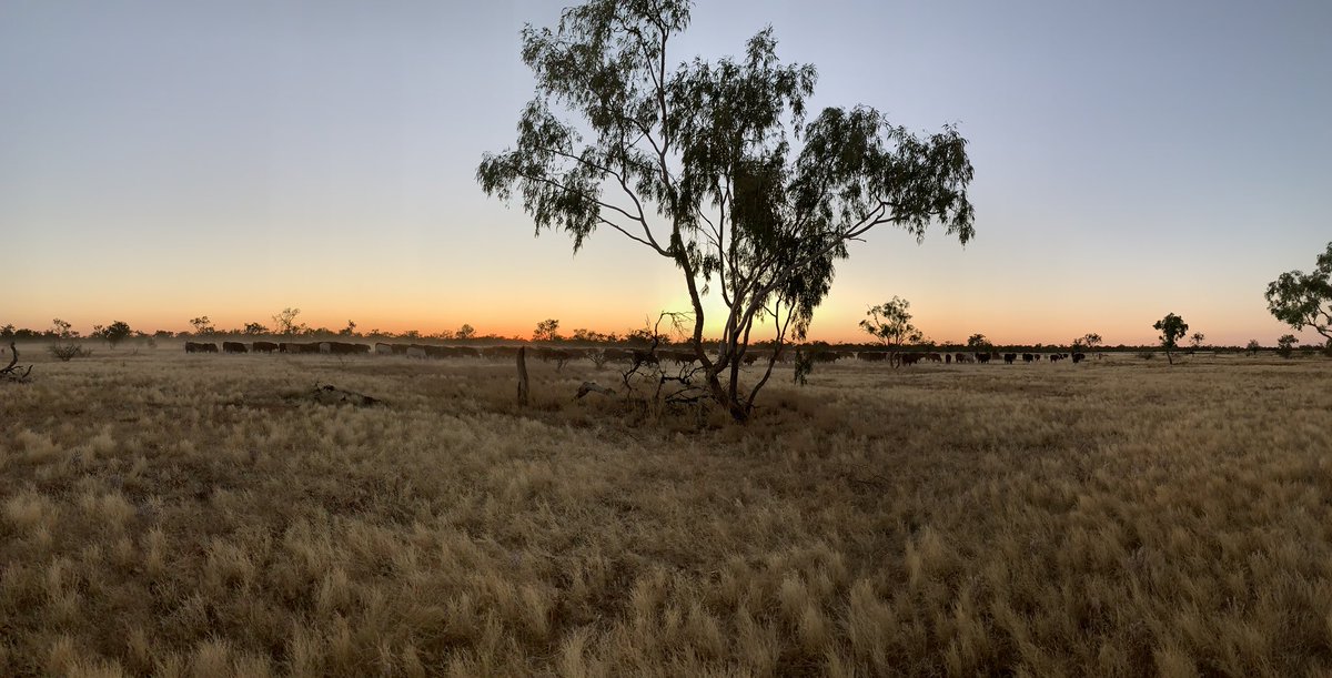 rick_mayor's tweet image. Daylight start, I think Clancy  from #Overflow got it right, #EndlessHorizons #Bigskycountry #Goodwood #Boulia #CapitaloftheChannelCountry #LandoftheMinMinLight