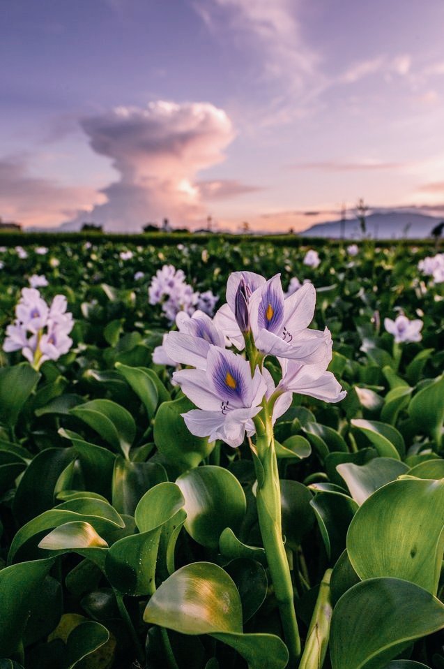 4ViVliling's tweet photo. #goodmorning #ClimateStrike #worldLovers #HappyDay 🌿💜🌸💜🌿 https://t.co/RJOx59f62D