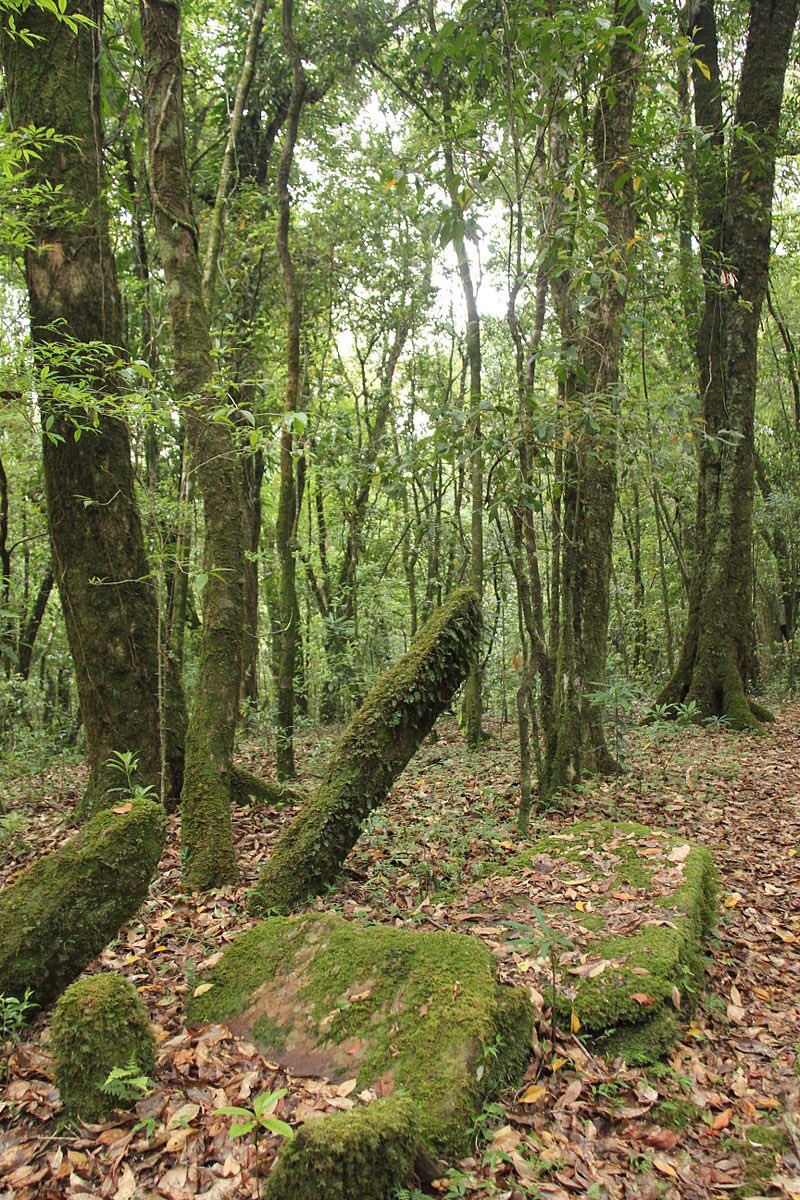  #MeghalayaThreadThere is this place “Mawphlang Sacred Grooves”, a sacred forest for people of Meghalaya. It is not allowed to take away even a single leaf from the forest or break a single twig in it.Such rules make such a glorious forest that Mawphlang is #MeghalayaDiaries