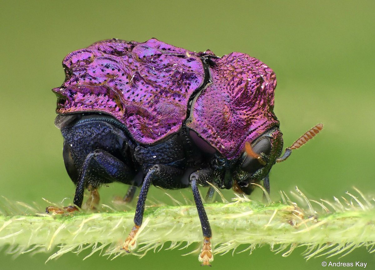 Chlamisus SP