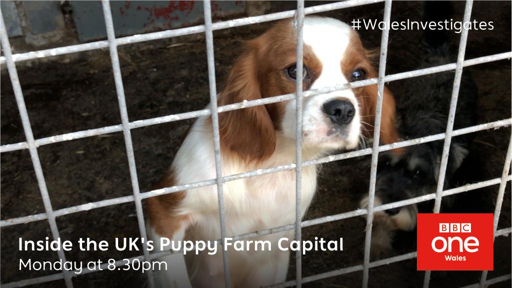 BBCWales's tweet photo. .@WyreDavies is on the trail of the people behind the multi-million pound puppy industry.

#WalesInvestigates: Inside the UK’s Puppy Farm Capital
Monday at 8.30pm on @BBCOne Wales https://t.co/6wdxfX71Sy