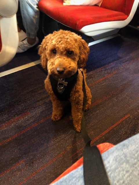 The dog (Ashton Gate) has mixed feelings about today, always enjoys a trip to Preston to see my wife’s family, but knows @BristolCity have not won any of the 12 matches we’ve played since her and I met #COYR