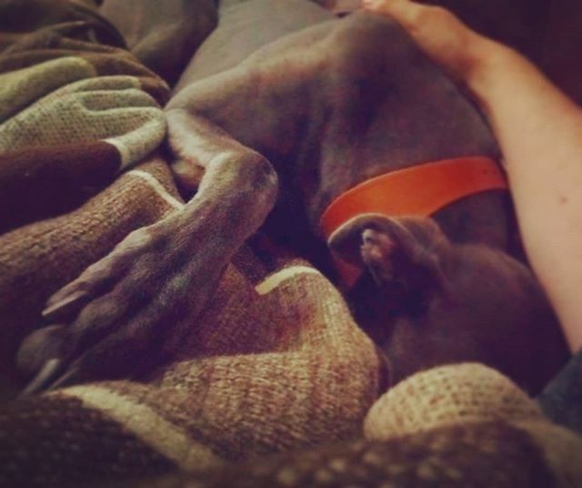 plot44's tweet photo. It's too early for walkies hooman. Let's just do snuggle & snooze on the sofa for a bit longer 💙
#bluethegrey #greyhoundsofinsta #greyhounds #greyoftheday #instagreyhound #sighthound #sighthoundsofinstagram #adoptdontshop🐾 #adifl https://t.co/n8ueINbijn https://t.co/joVa7xZNGK