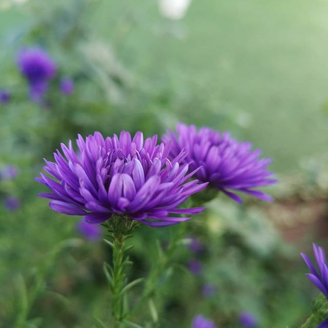 アスタービクトリア