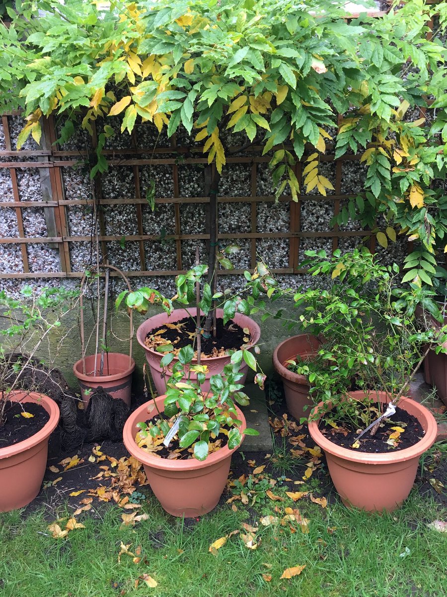 Jan_Lentzos's tweet photo. It’s looking a bit more like Autumn...
At the bottom of our garden...
🍃🍂🍃🍂🍃🍂🍃🍂🍃🍂
#EarlyAutumn #Autumn #Foliage #Plants #LeafColour #Carotenoids #FallingTemperatures #TurningLeaves #FallingLeaves #MyGarden #AutumnVibes #Wisteria #LeavesTurning #YellowLeaves #SimpleBeauty https://t.co/Ez03uxVmzq